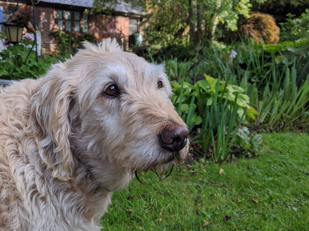 Alderholt Mill主图