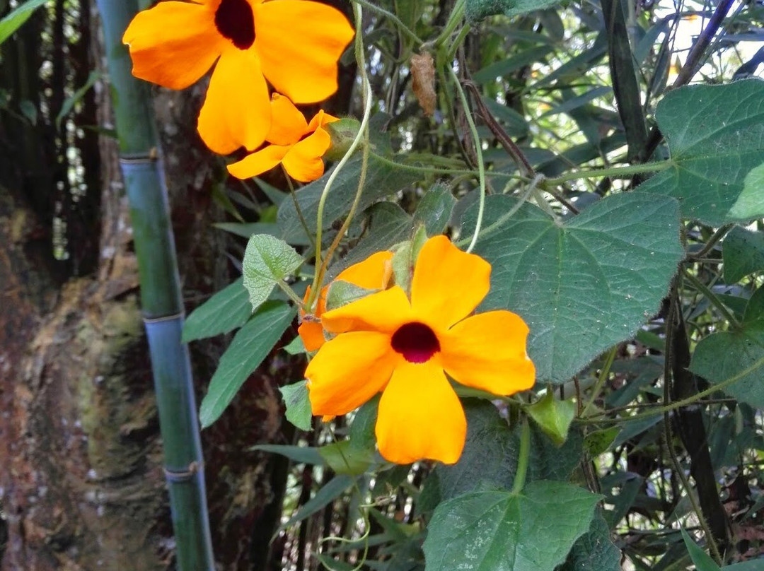 Paque Nacional Farallones de Cali-卡利必去景点