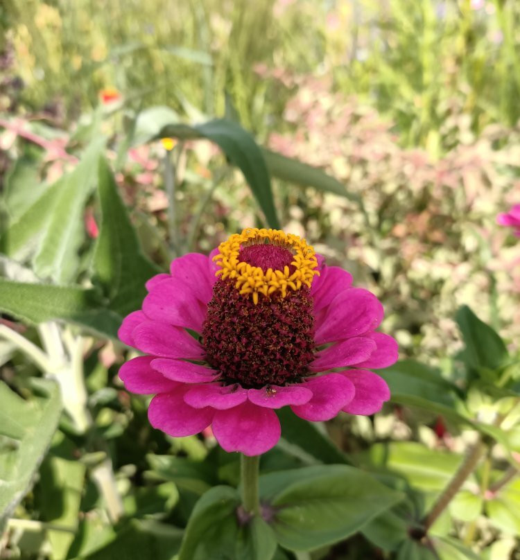 Botanical Garden Münster景点图片