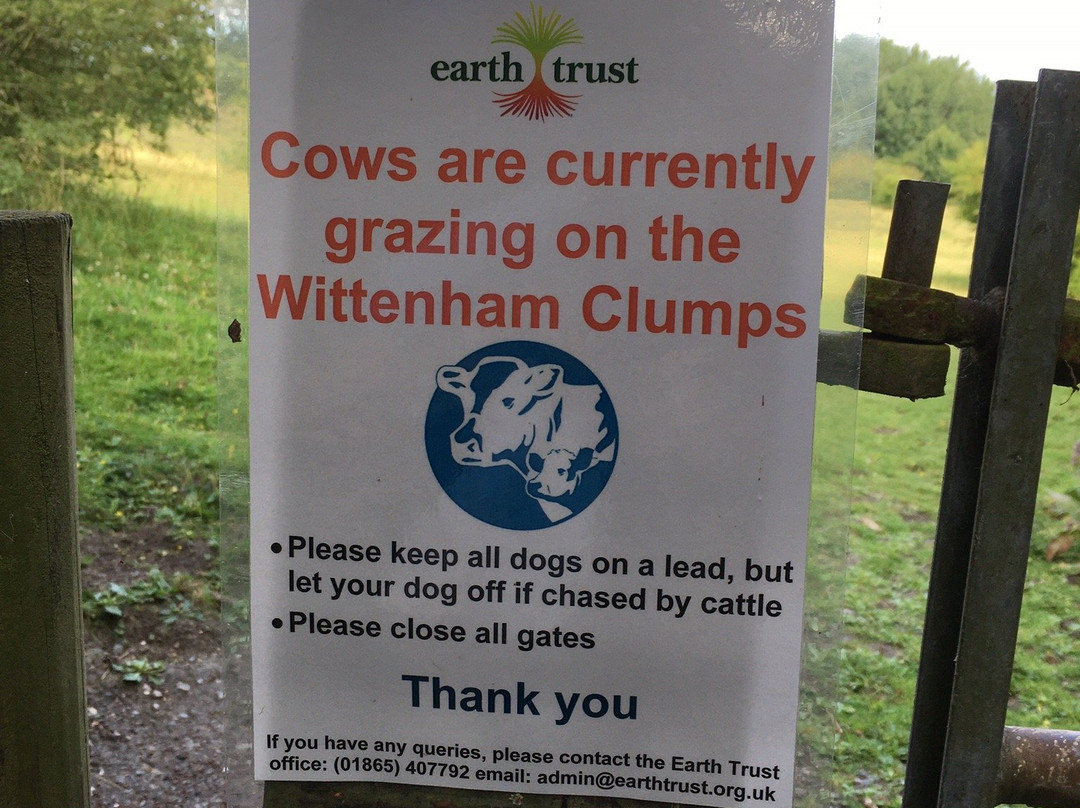 Wittenham Clumps景点图片