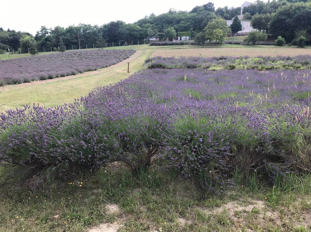 Pannonhalma Abbey Gardens and Herbal Lavender House-Pannonhalma必去景点