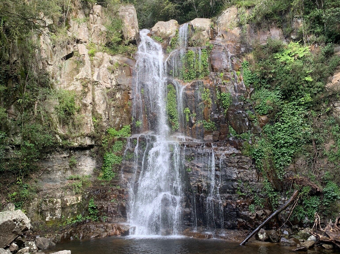 Minnamurra Rain Forest Centre景点图片