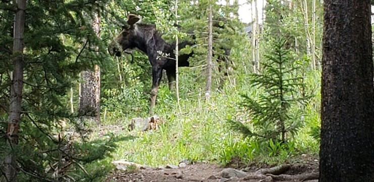 Lily Pad Lake-银座必去景点