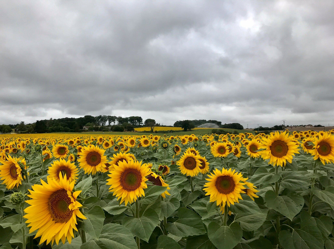 Montis Maurelli主图