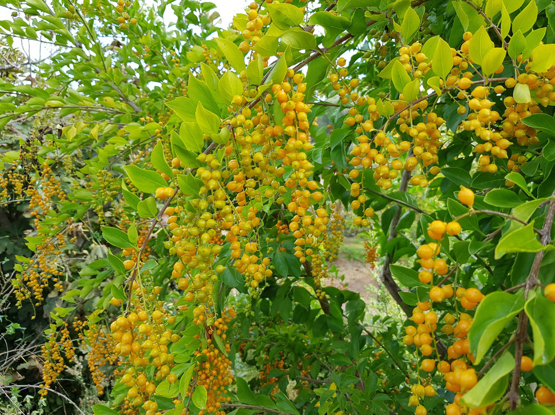 Giardino Botanico Lama degli Ulivi-莫诺波利必去景点