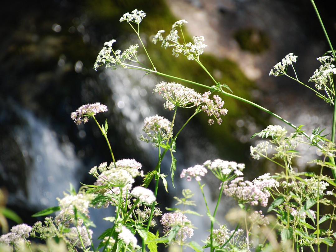 Gasthaus Mayor主图