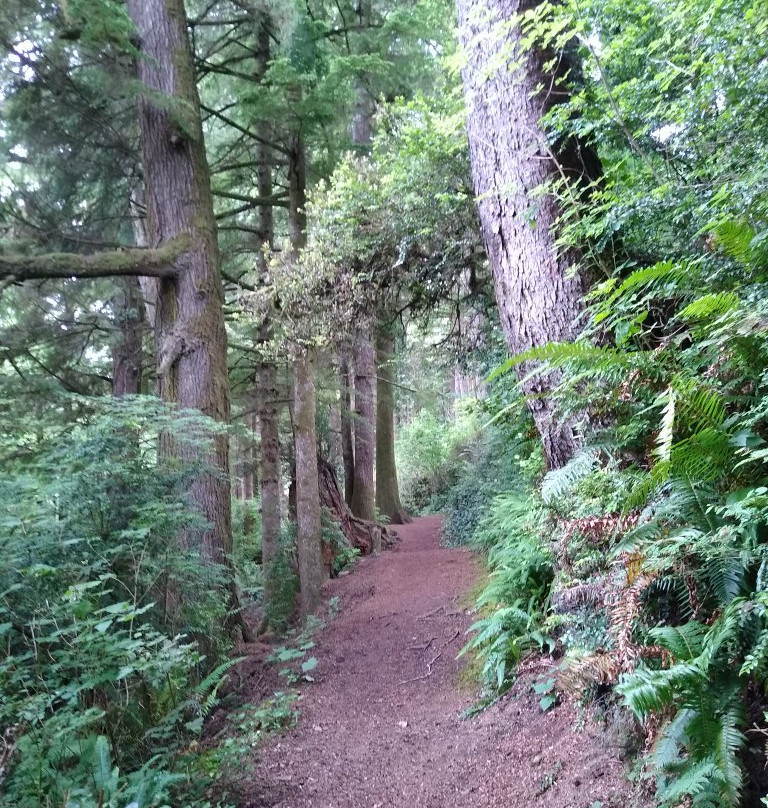 Crestline Park Woodland Trail-Waldport必去景点