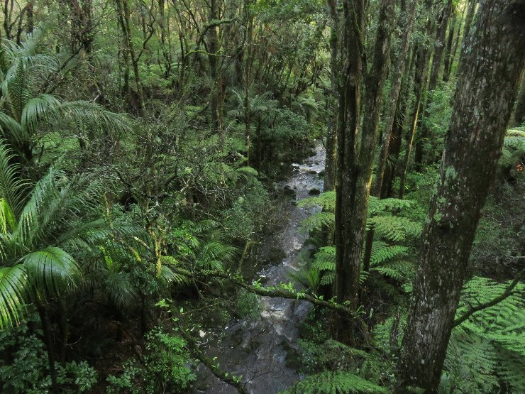 AH Reed Kauri Park景点图片