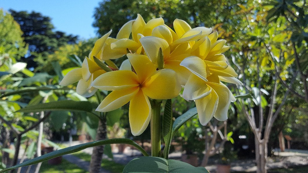 Orto Botanico di Lucca景点图片