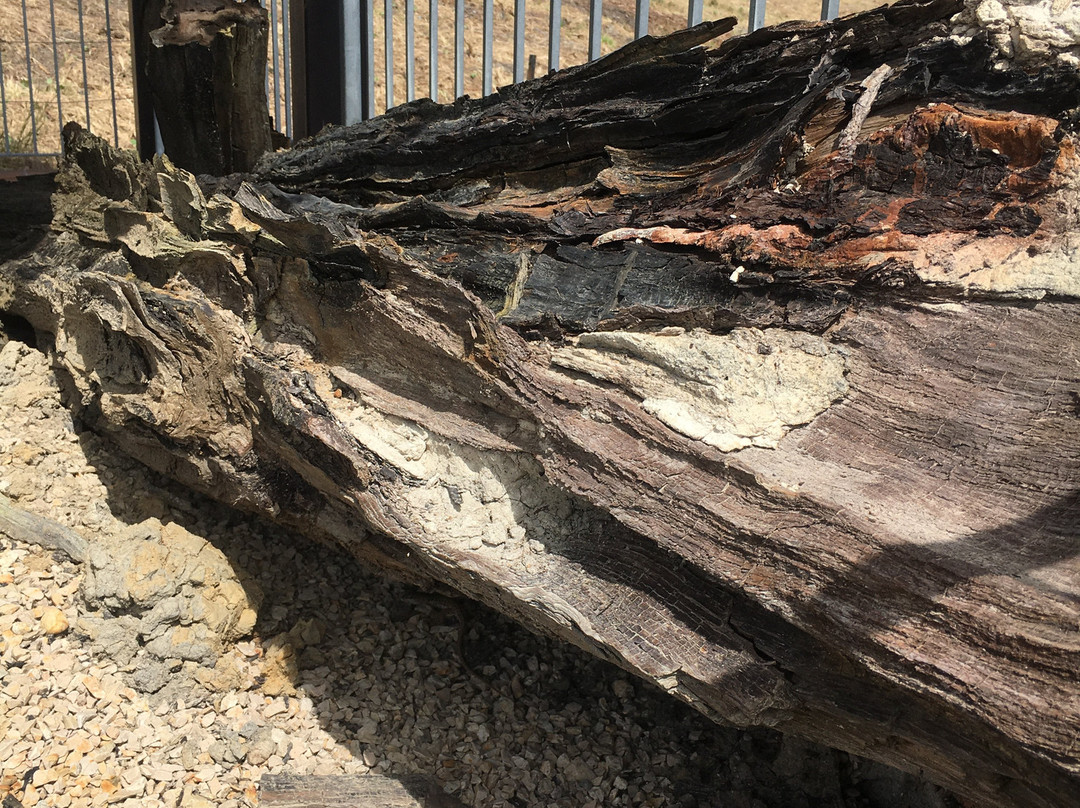 Centro di Paleontologia Vegetale della  Foresta Fossile di Dunarobba-Avigliano Umbro必去景点