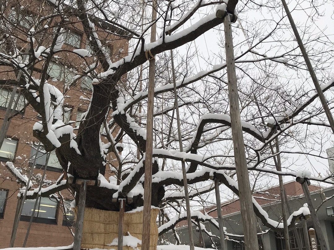 Rock-breaking Cherry Tree-盛冈市必去景点