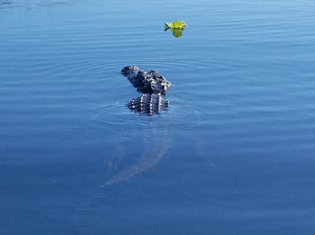 Everglades Swamp Tours-Everglades Wildlife Management Area必去景点