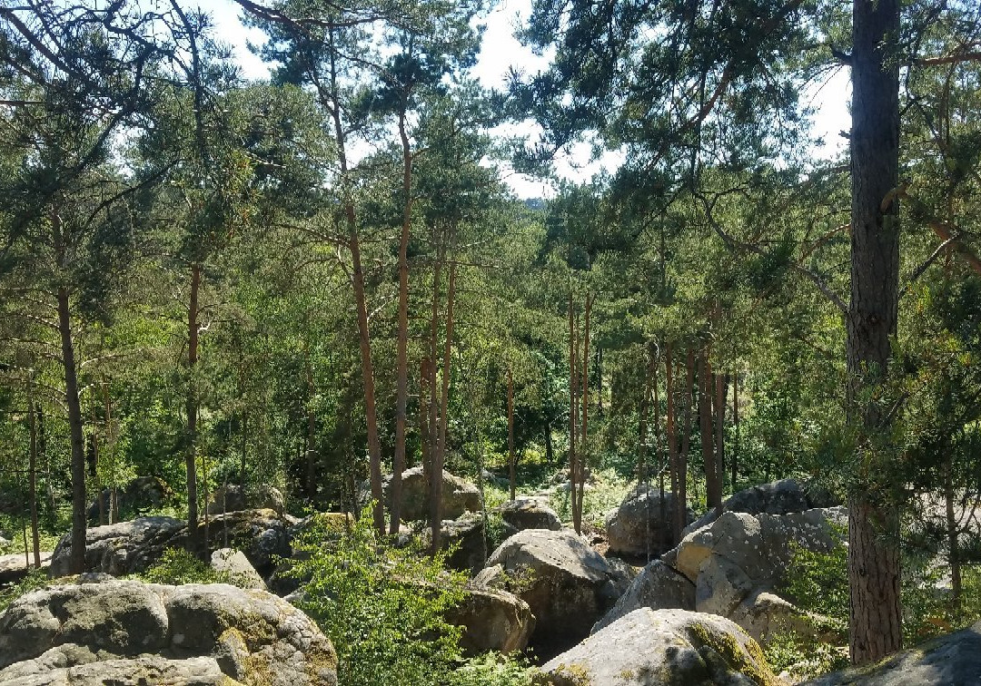 Forêt De Barbizon景点图片