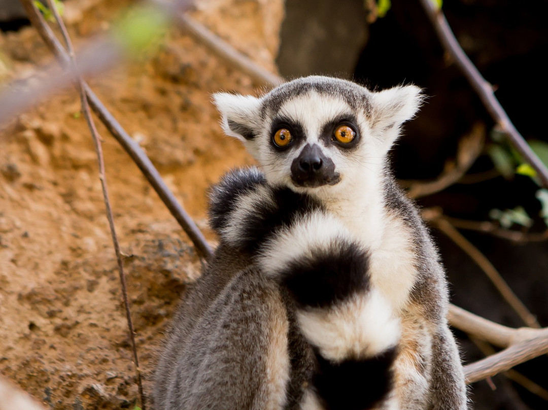 Parque Ecologico Las Aguilas del Teide-特纳里夫必去景点