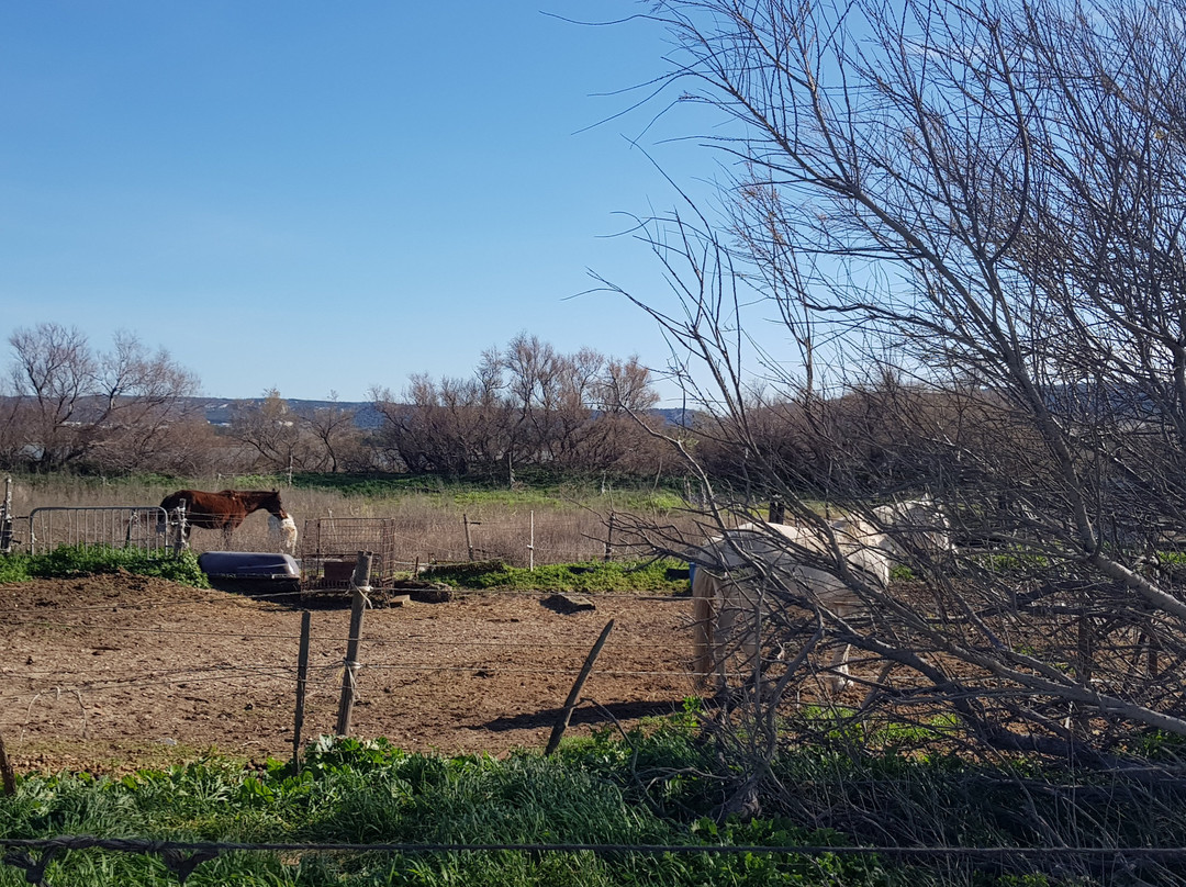 Site naturel protege de l'etang de Bolmon景点图片