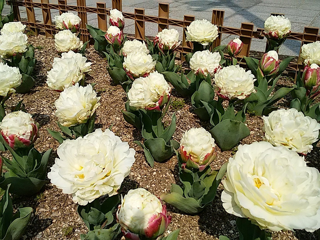 Kiso Sansen Park Center-海津市必去景点