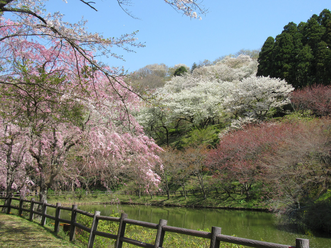 Saimyoji Temple Historic Park景点图片