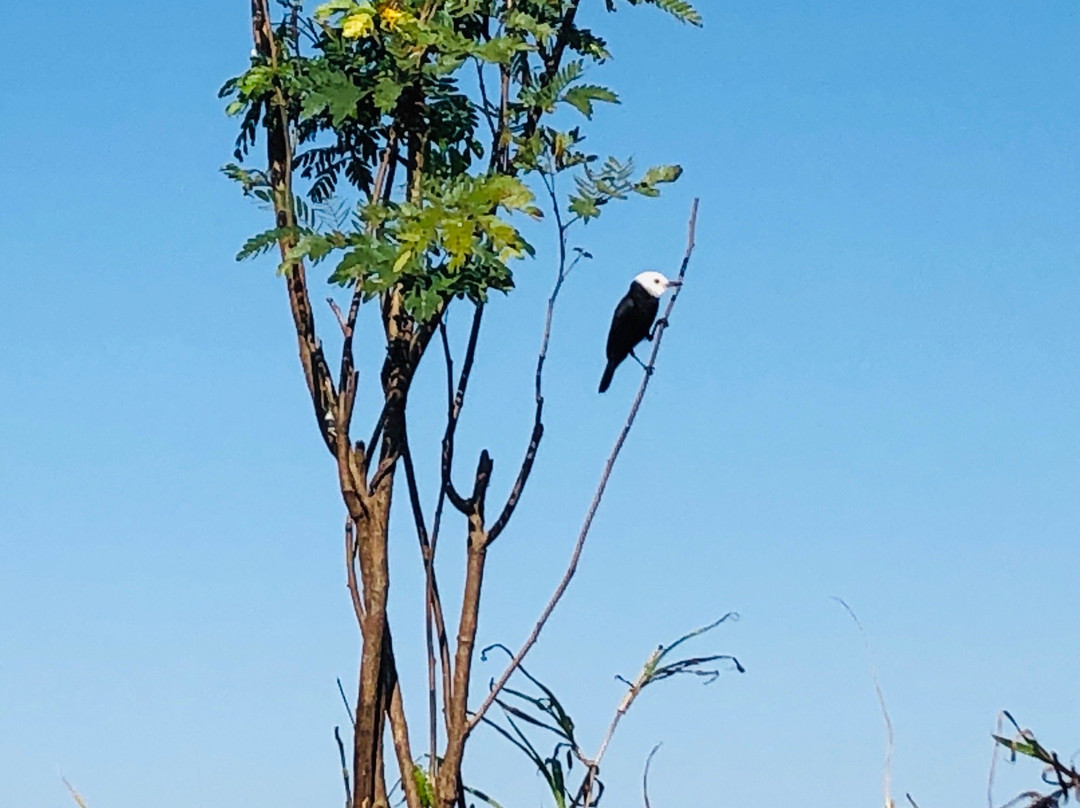 Parque Estadual Encontro das Aguas景点图片