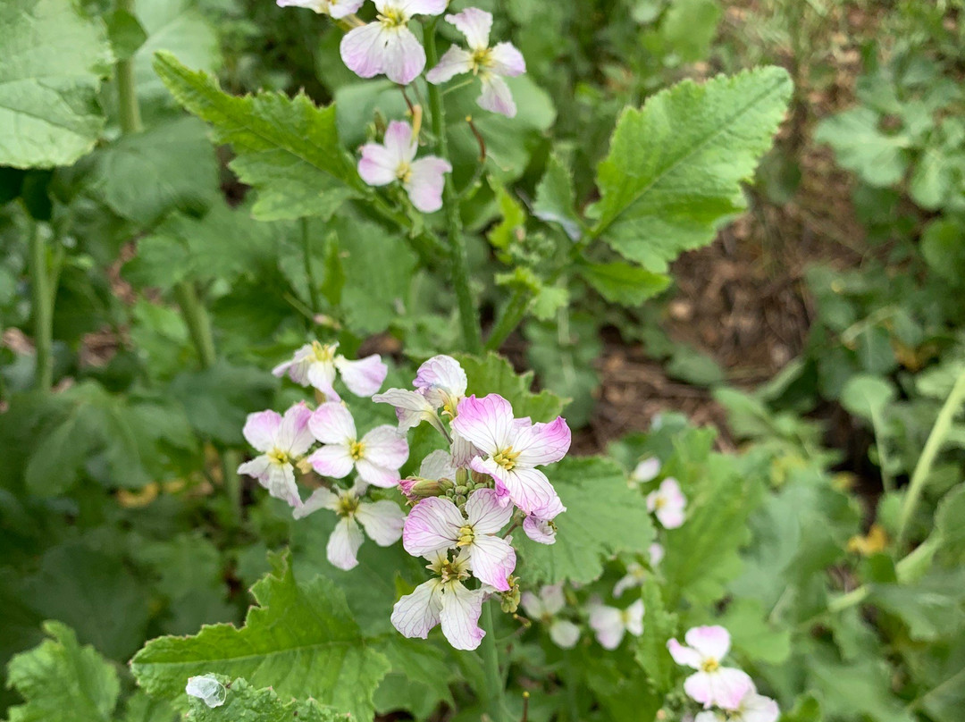 Chino Hills State Park-奇诺岗必去景点