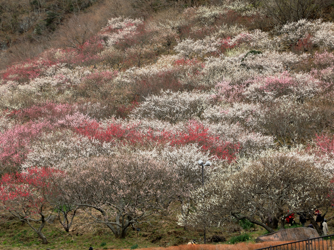 Makuyama Park-汤河原町必去景点