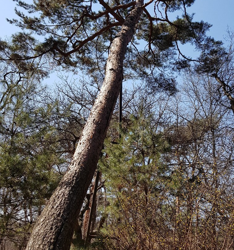 Donggureung-九里市必去景点