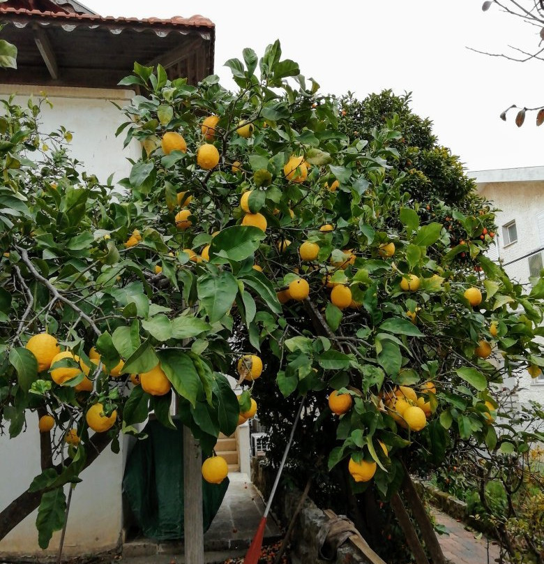 Zichron Yaakov Pedestrian Mall-Zichron Yaakov必去景点