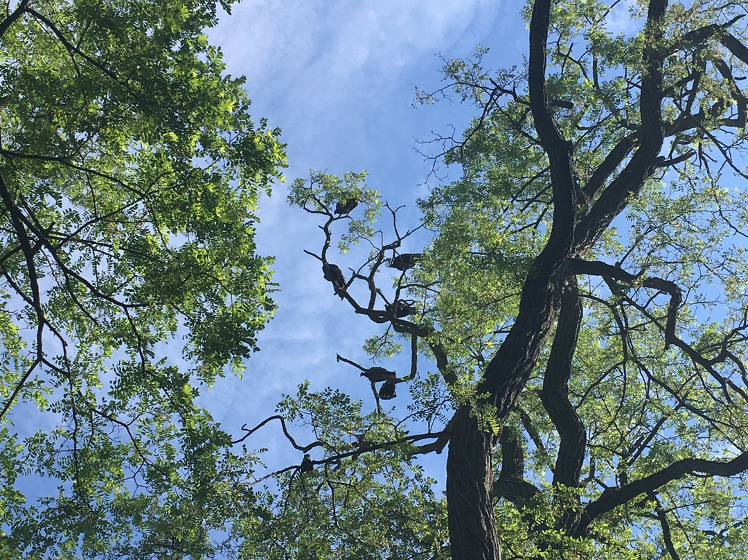 Macaulay Heritage Park景点图片
