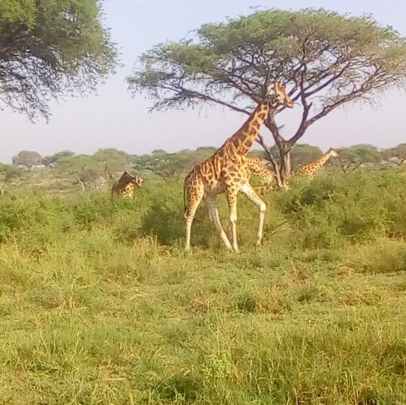 Murchison Falls National Park景点图片