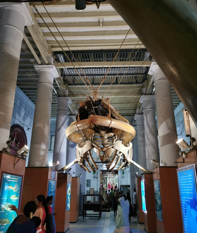 Government Museum-金奈（马德拉斯）必去景点