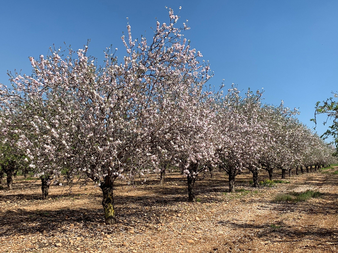 Emmaus Nicopolis-Latrun必去景点