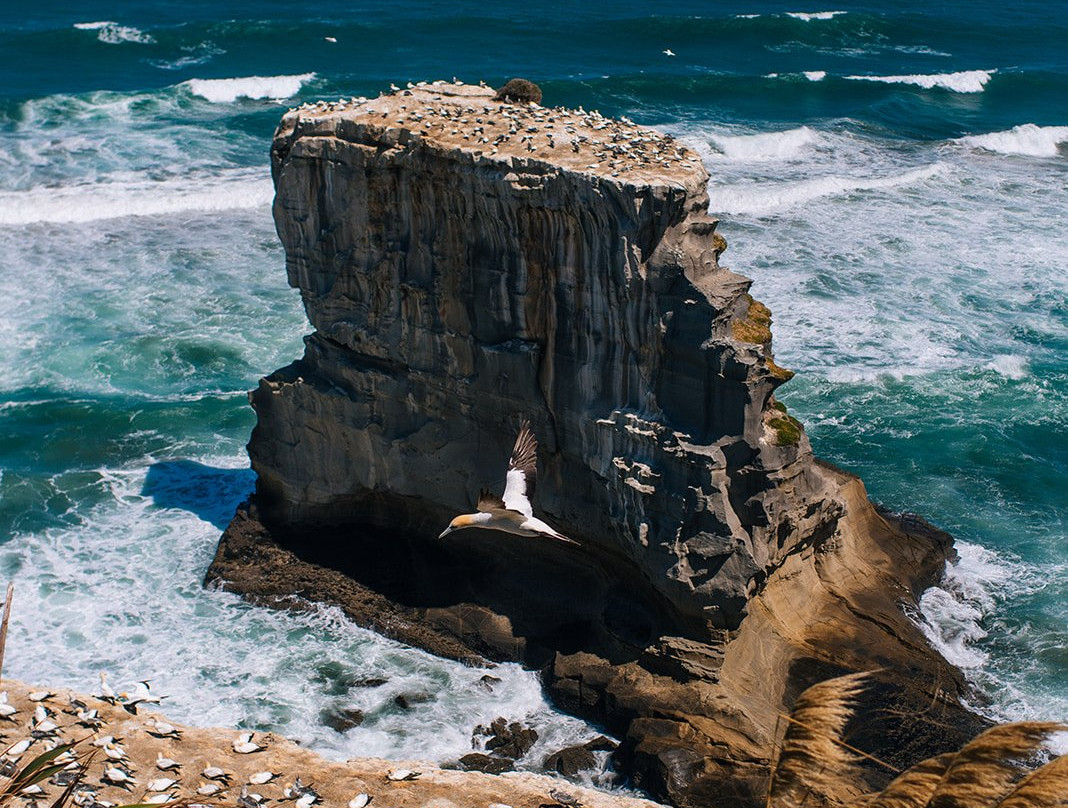 Gannet Colony-Clifton必去景点