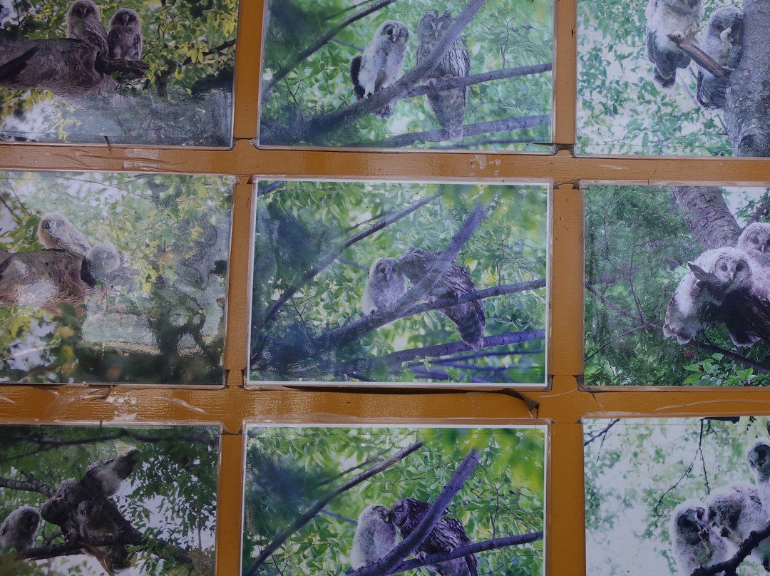 Nogi Shrine-野木町必去景点