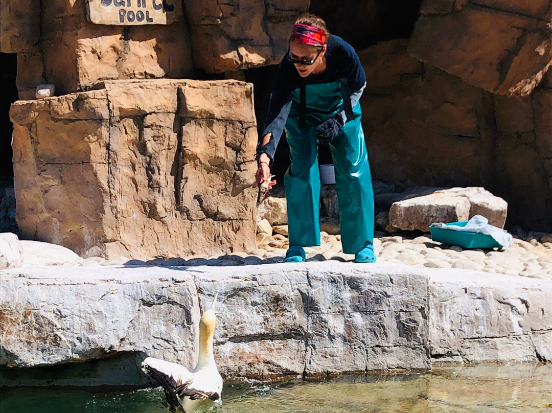 Southern African Foundation for the Conservation of Coastal Birds景点图片