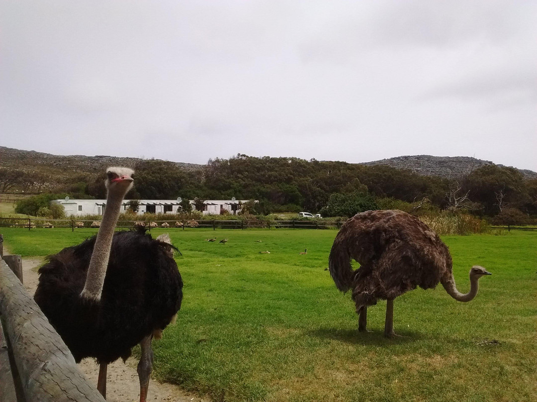 Cape Point Ostrich Farm-开普敦中心区必去景点