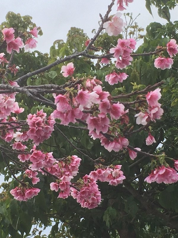 Urasoe Park-浦添市必去景点