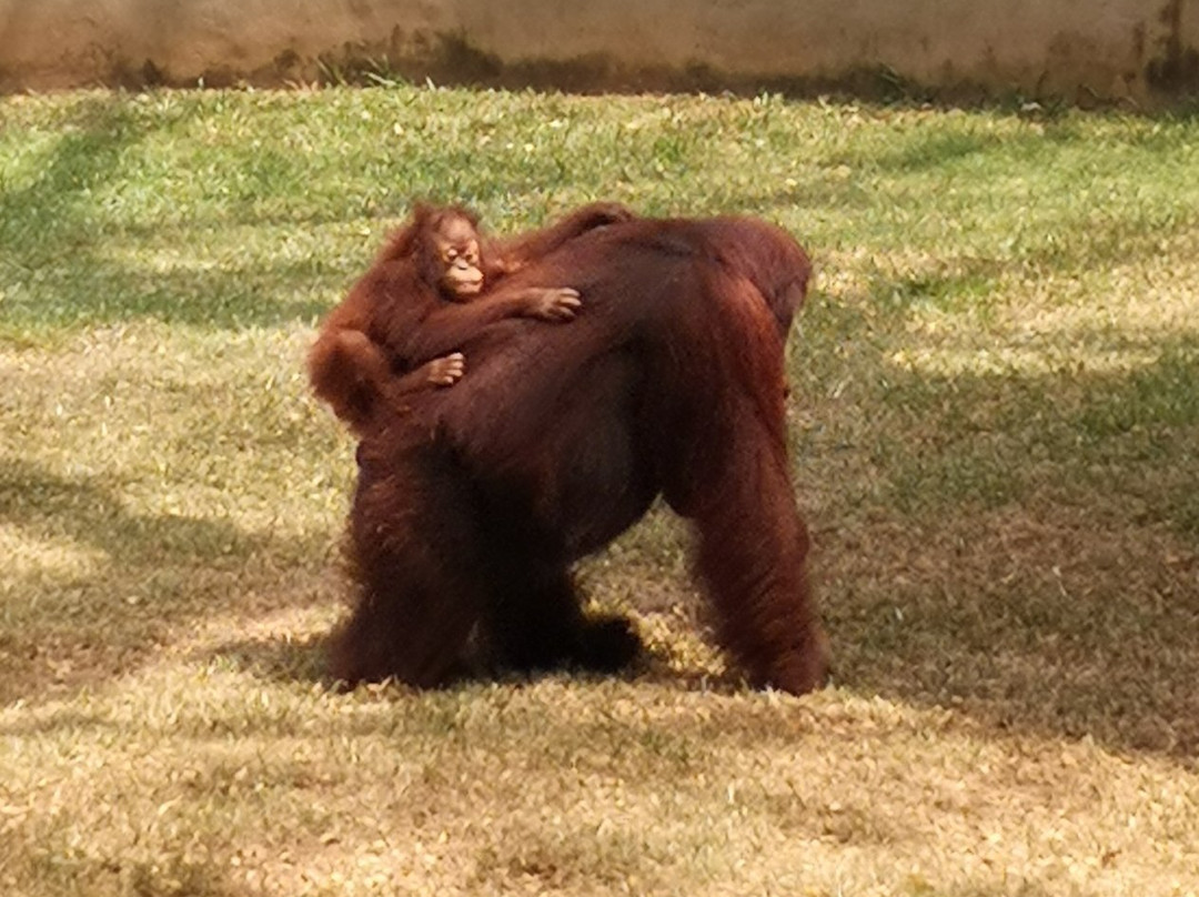 National Zoological Gardens of Sri Lanka景点图片