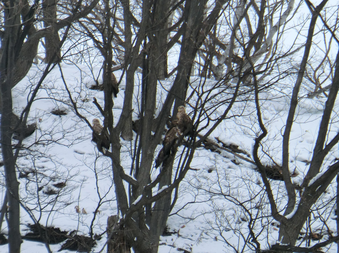 Okhotsk Jinendo-网走市必去景点