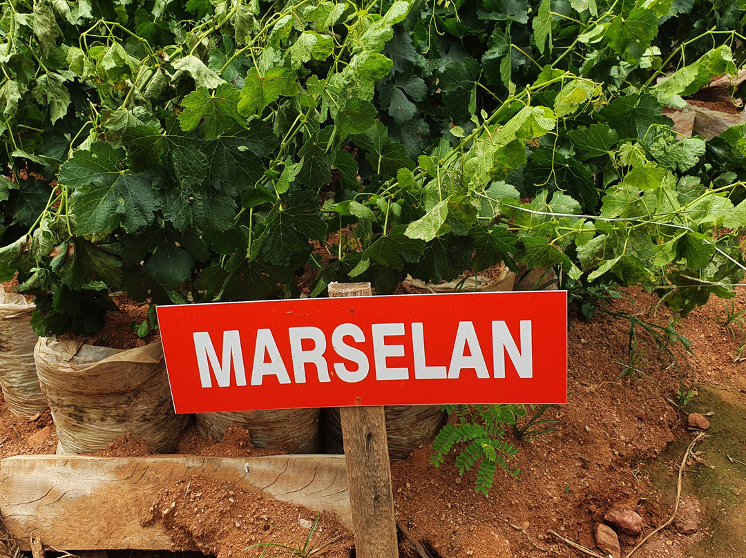 Sao Sebastiao da Grama旅游景点-Verrone House