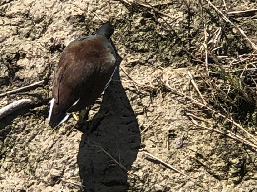 Port Aransas Nature Preserve at Charlie's Pasture-阿兰瑟斯港必去景点