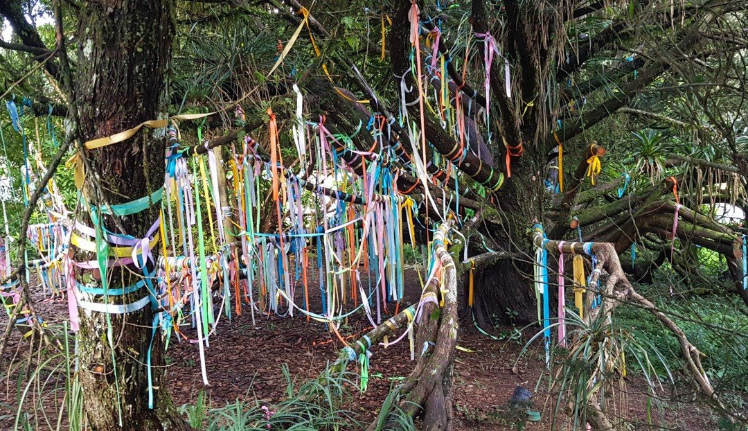 特丽巴酒店主图