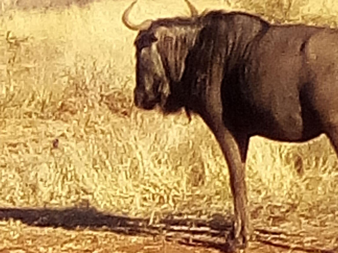 KML Shuttle Services-桑顿必去景点