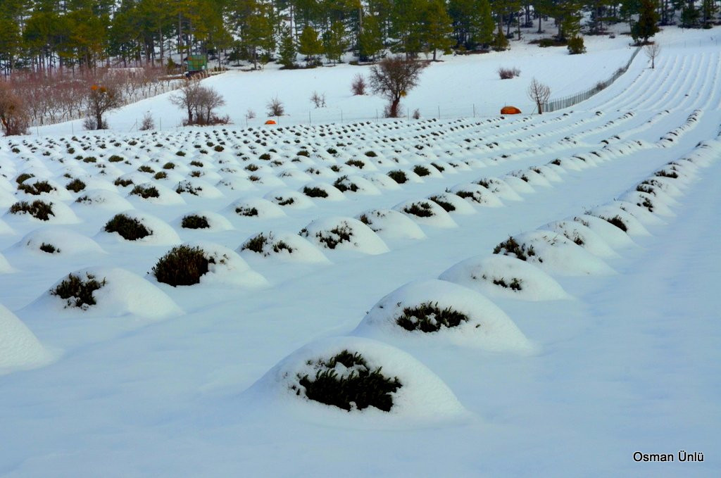 Gundogar Lavanta Bahceleri-Acipayam必去景点
