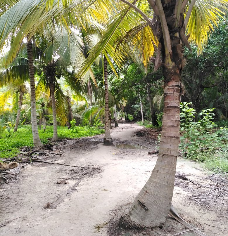 La Sirena Nature Retreat主图