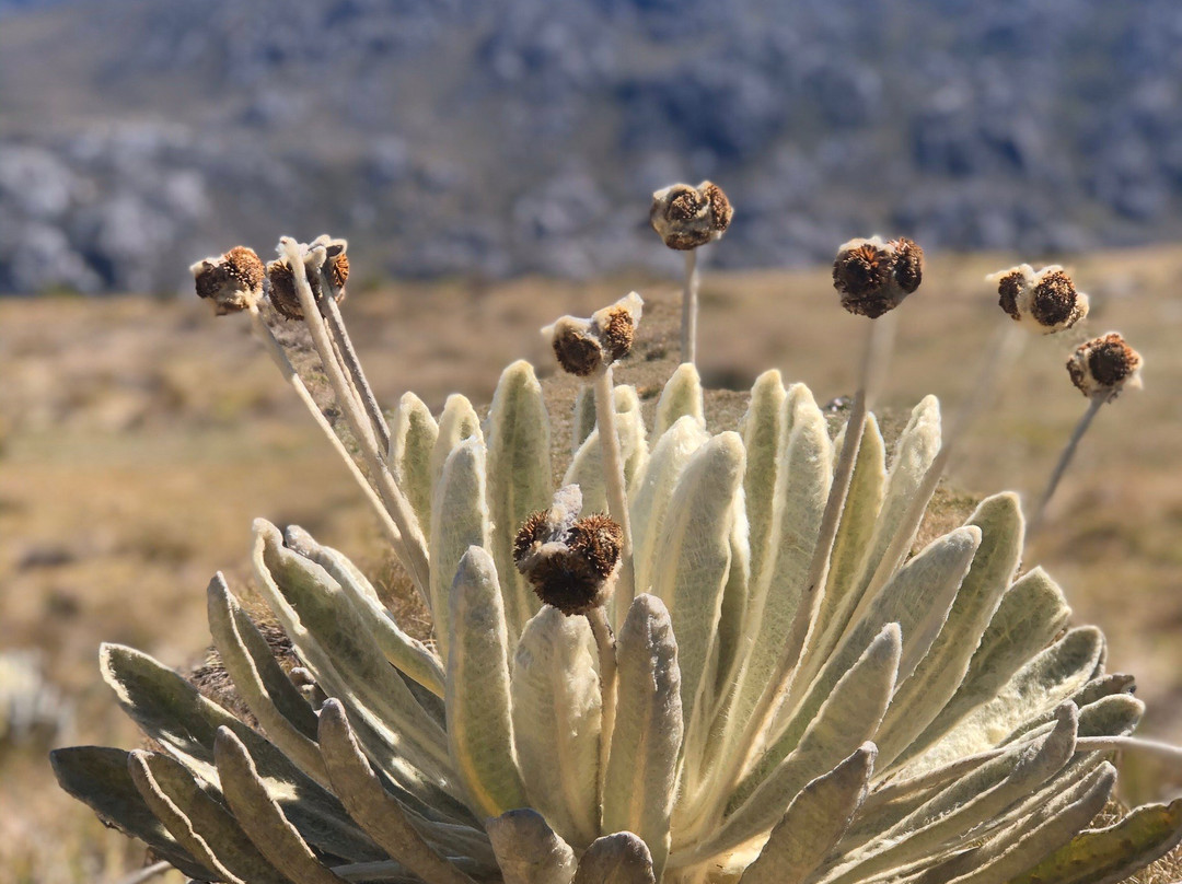 Paramo旅游攻略图片