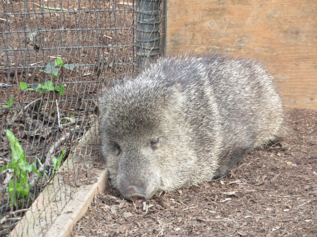 快乐山谷公园和动物园-圣何塞必去景点