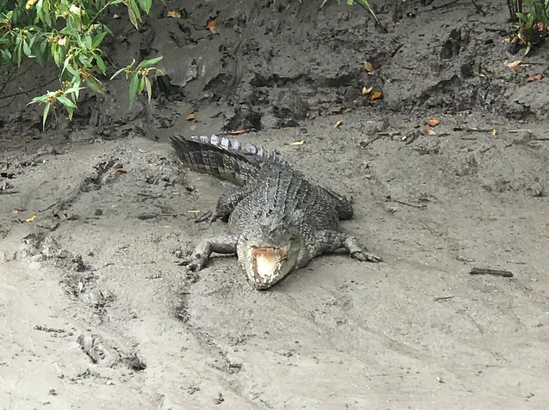 Whitsunday Crocodile Safari-艾尔利滩必去景点