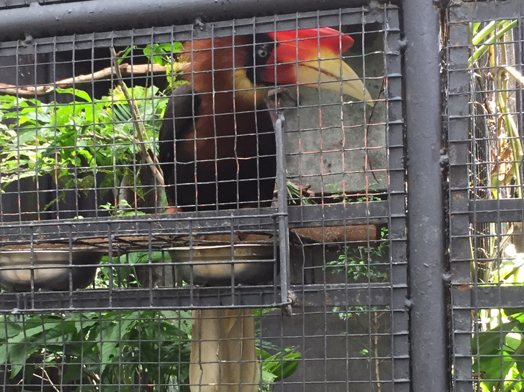 Negros Forest Park景点图片