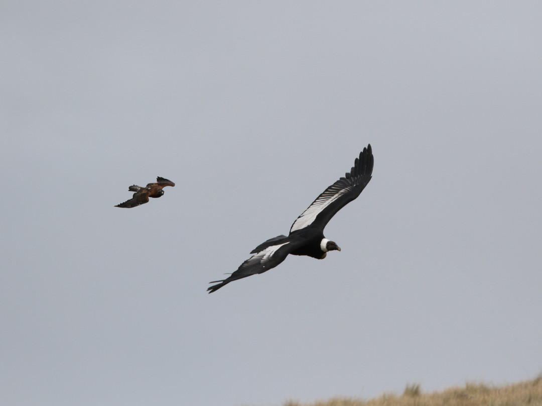 Antisana Ecological Reserve-Napo Province必去景点