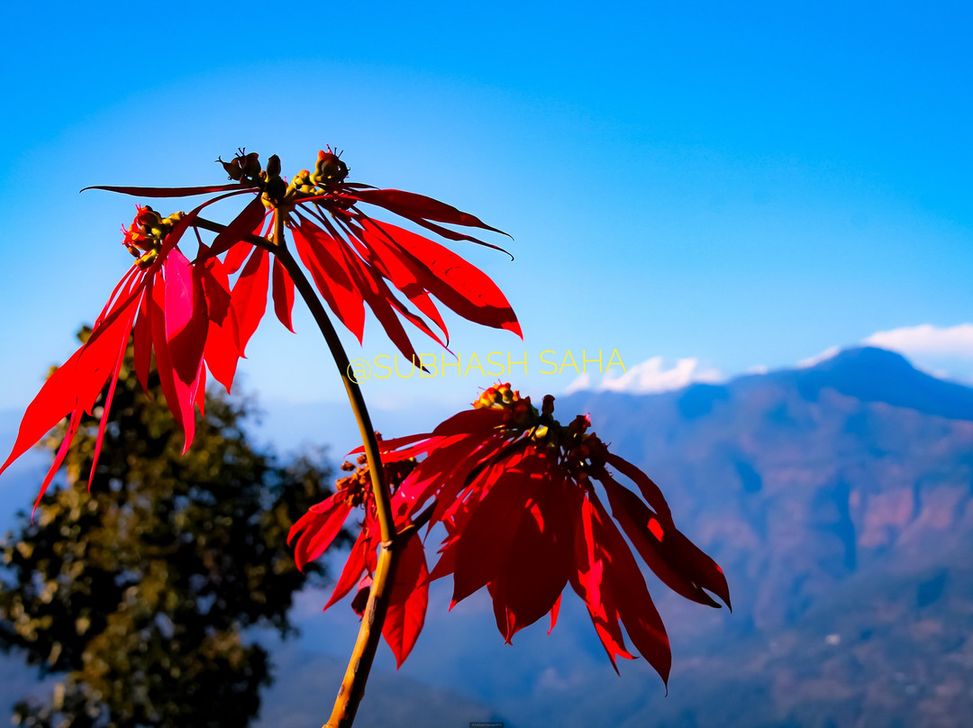 Himalayan Eagle Resort主图