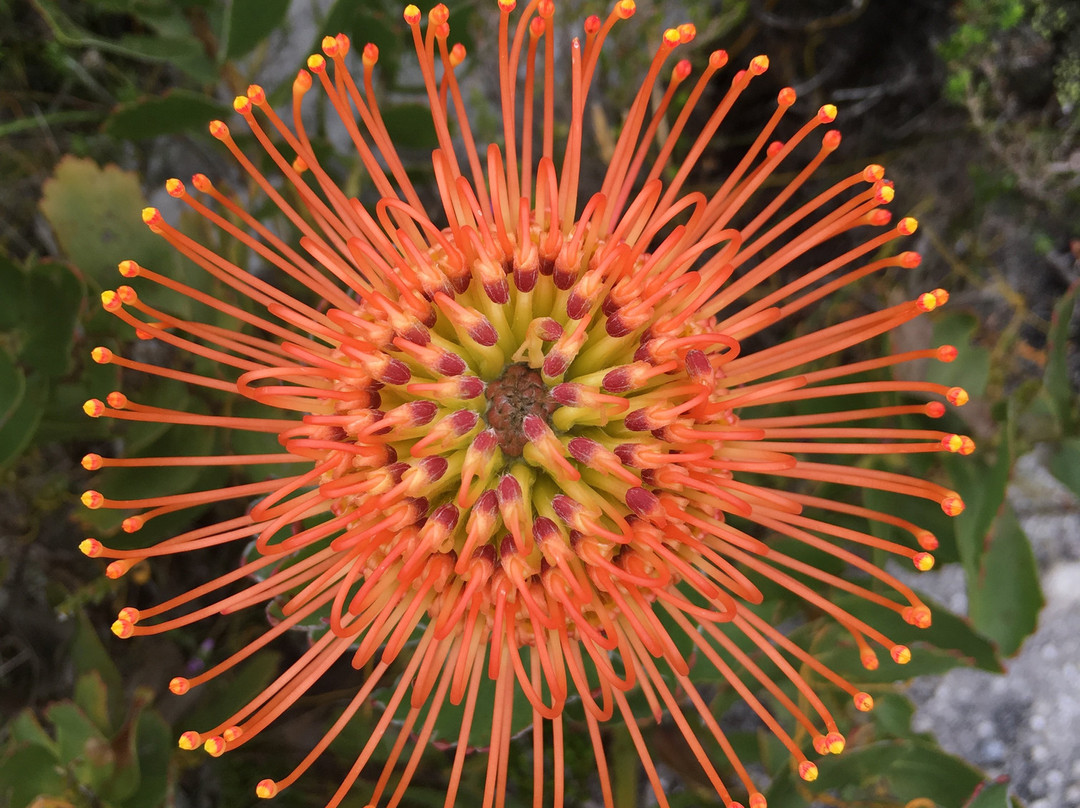 Fynbos Trail-干斯拜必去景点